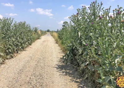 Verso BAM! 2023 | Piante più alte di me