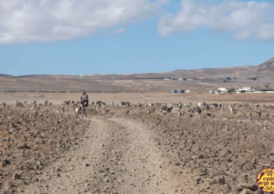 Lanzarote in bicicletta | Pecorelle