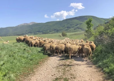 Trail dei Parchi | Traffico abruzzese